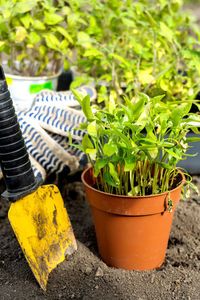 Close-up of potted plant