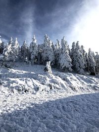 Trees on snow covered landscape against sky