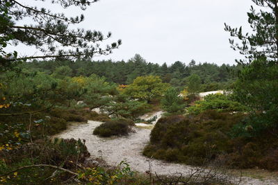 Scenic view of river in forest against sky