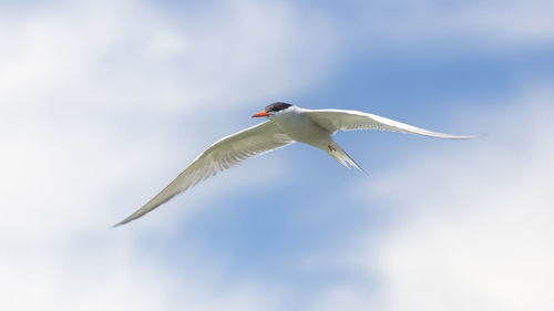 Low angle view of bird flying against sky