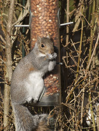 Close-up of squirrel on tree