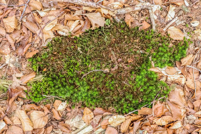 High angle view of dry leaves on field