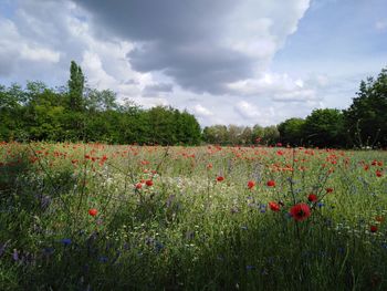 Scenic view of flowering plants on field against sky