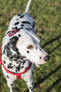 Close-up of dalmatian dog on field