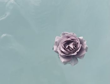 High angle view of rose floating on water