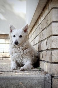 Portrait of dog sitting against wall