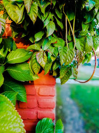 Close-up of fresh green leaves on plant against wall in yard