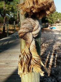 Close-up of tree trunk