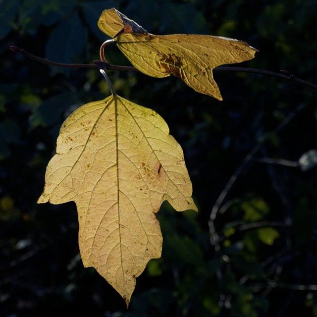 Herbstblatt