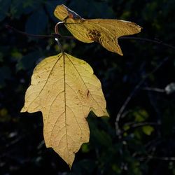 Close-up of maple leaves