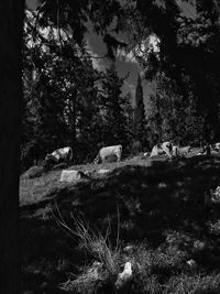 View of cow on field in forest