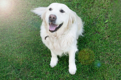 High angle portrait of a dog on field