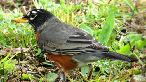 Close-up of bird perching on field