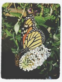 Close-up of butterfly on flower