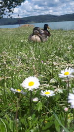 View of white flowering plants on field