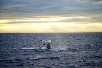 Whale swimming in sea against sky