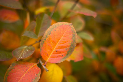 Orange autumn leaves in nature. autumn themes.