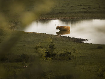 View of horse on field