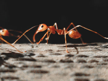 Close-up of ant