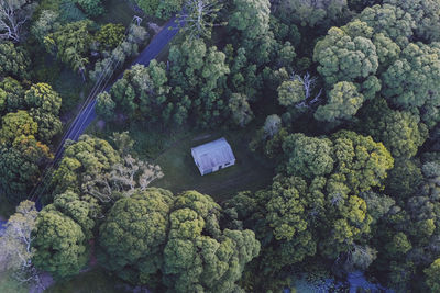 High angle view of green leaves