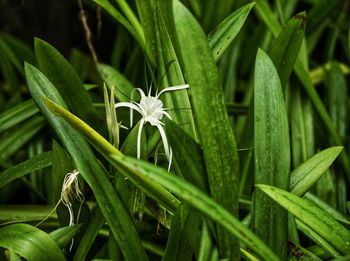 Close up look of spider lily flower 