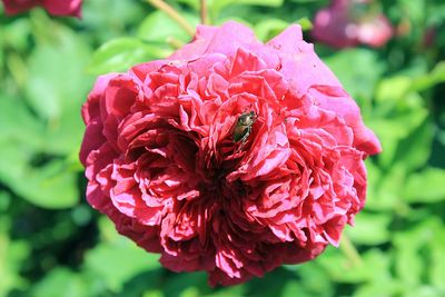 Close-up of red rose