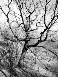 Bare trees against sky