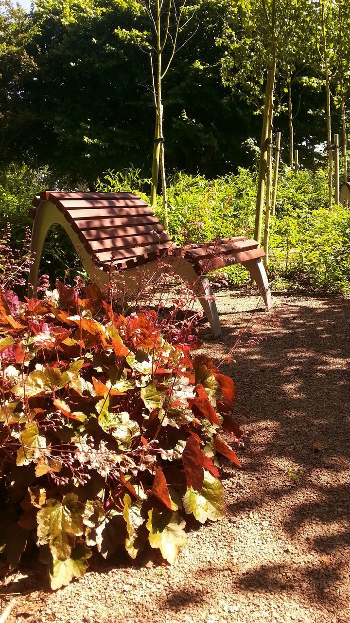 tree, growth, plant, bench, leaf, park - man made space, nature, green color, tranquility, sunlight, front or back yard, outdoors, beauty in nature, absence, park, empty, day, autumn, no people, chair