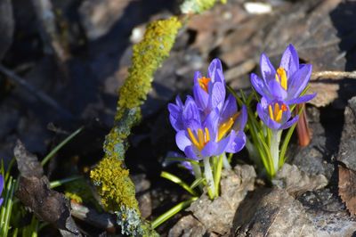 High angle view of purple crocus flowers