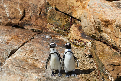 Penguins at st. croix island in south africa