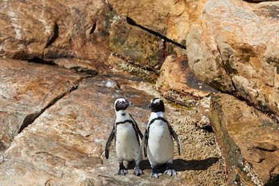 Penguins at st. croix island in south africa