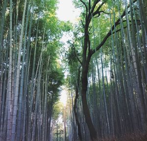 View of trees in forest