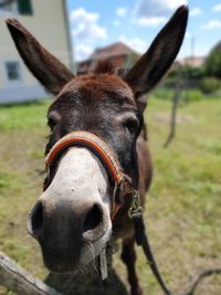 Close-up portrait of a horse