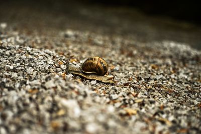 Close-up of insect on street