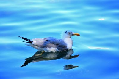 High angle view of bird in water