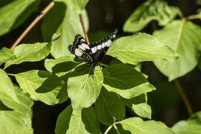 Close-up of butterfly on leaves