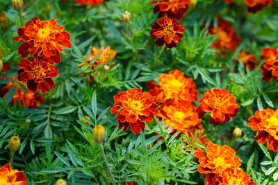 High angle view of marigold flowers