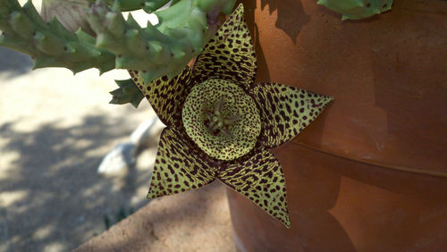 Close-up of leaves