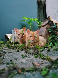 High angle view of cats on floor