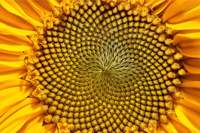 Close-up of yellow flowering plant