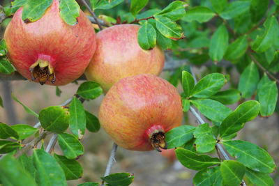 Close-up of fruit on plant