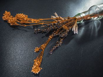 Close-up of dry leaf