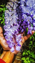 Midsection of person holding purple flowering plants