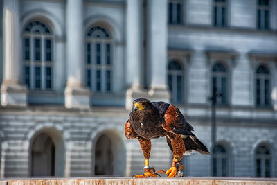 Bird perching on a building