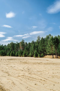 Green forest and sand glade under a blue sky with clouds, vertical photo