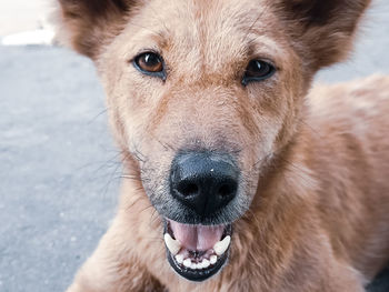 Close-up of dog