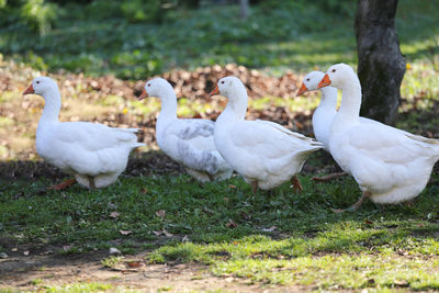 Group of ducks on grassy field