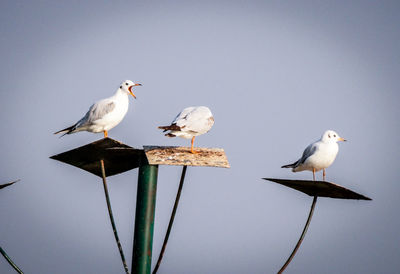 Seagulls perching on pole against clear sky