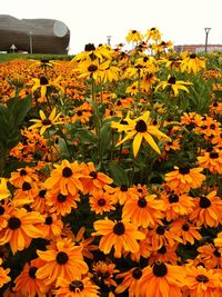 Yellow flowers blooming on field against sky