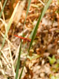 Close-up of insect on plant